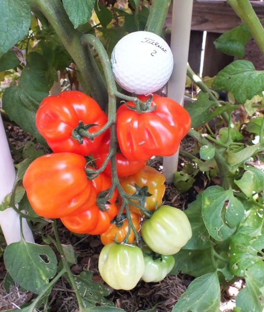 Selbo's Ribbed Red Cherry frui 1 photo SelbosRRCfruit1_zps928ce754.jpg